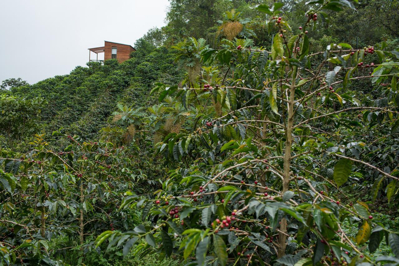 Coffee & Adventure Hotel By La Palma Y El Tucan Zipacon Eksteriør billede